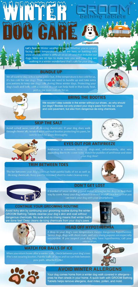 Dog Infographic, Dog Health Tips, Food Dog, Dog Information, Dog Walks, Puppy Training Tips, Dog Health Care, Dog Safety, Dog Hacks