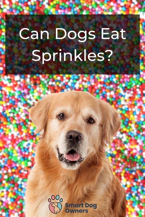 Can Dogs Eat Sprinkles? Dog Friendly Sprinkles, Dog Sprinkles Recipe, Dog Safe Sprinkles, Homemade Sprinkles Recipe, Milk Bone Dog Treats, Yogurt Drops, Sprinkles Recipe, Make Dog Food, Healthy Dog Treats Homemade