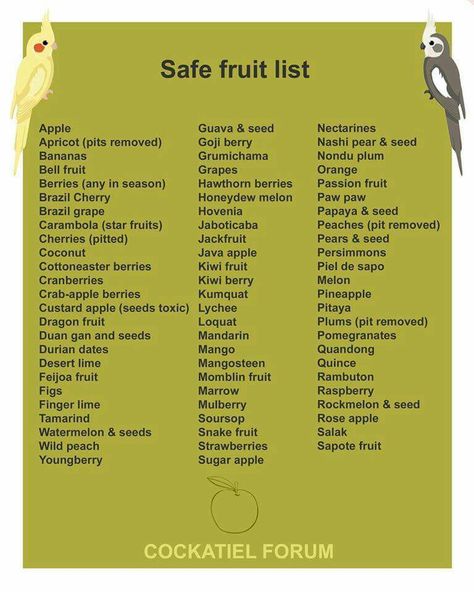 Safe fruit list for birds                                                                                                                                                                                 More Cockatiel Care, Parakeet Care, Parrot Diet, Parrot Training, Diy Bird Toys, Budgies Bird, Fruit List, Parrot Pet, Bird Aviary