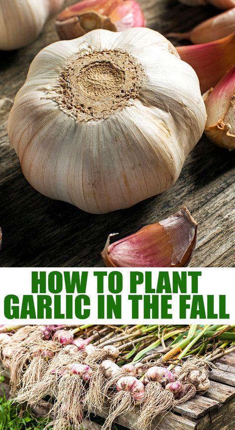 How To Plant Garlic, Garlic Harvest, Plant Garlic, Grow Garlic, Planting Garlic, Growing Garlic, Garden Hacks, Fall Garden Vegetables, Backyard Vegetable Gardens