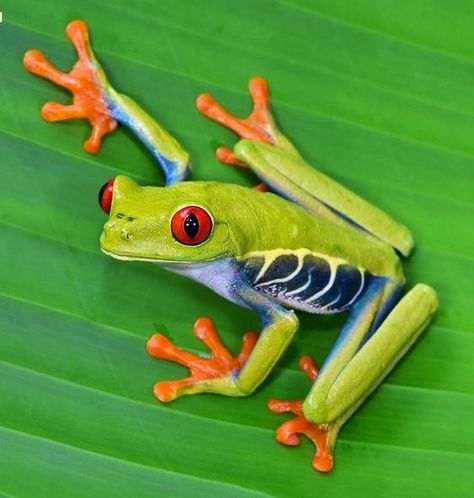 ♔ Grenouilles ♔ Frogs Scary Frog, Collage Animals, Rainforest Frog, Red Eyed Frog, Pet Frog, Frosch Illustration, Colourful Nature, Green Tree Frog, Petit Tattoo