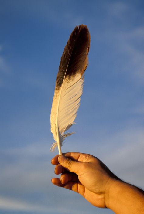 Bald Eagle Feather, Feather Identification, Hawk Feathers, Eagle Feather, Indian Feathers, Feather Quill, Eagle Feathers, Feather Tattoo, Feather Painting