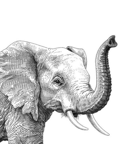 Funny Elephant Pictures, Stippling Art Elephant, Elephant With Trunk Up Drawing, Elephant Pen Drawing, Elephant Ink Drawing, Elephant Trunk Up Drawing, Elephant Head Painting, Elephant Sketch Tattoo, Elephant Sketch Simple