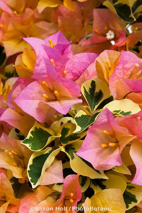 Bougainvillea "Delta dawn" Tropical Flowers Illustration, Buddha Tree, Delta Dawn, Rapunzel Wedding, Garden Library, Apartment Plants, Japan Garden, Plant Hacks, Beautiful Flowers Wallpapers