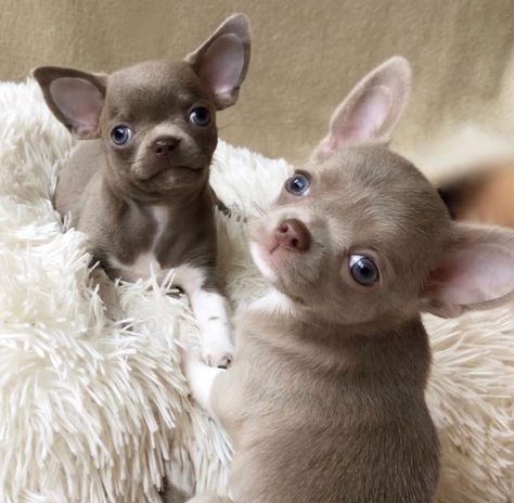 Tea Cup Chihuahua Puppies For Sale | Los Angeles, CA Tea Cup Chihuahua, Chihuahua Pictures, Teacup Chihuahua For Sale, Puppies Photos, Merle Chihuahua, Chihuahua For Sale, American Bulldog Puppies, Chihuahua Breeds, Teacup Chihuahua Puppies