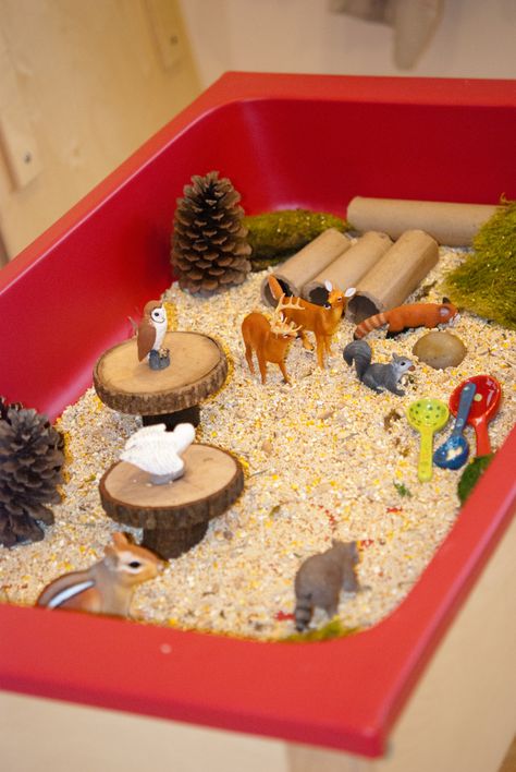 Forest Themed Sensory Table; forest animals, birdseed, wood blocks, tubes and scoops Forest Animals Theme, Sensory Tubs, Sensory Tub, Tree Study, Apple Activities, Sensory Boxes, Sensory Table, Aktivitas Montessori, Forest Theme