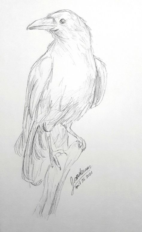 Drawings Of Birds Sketches, Raven Pencil Sketch, The Raven Drawing, Raven Art Reference, How To Draw Raven Birds, Bird Art Sketch, Crow Sketch Easy, Sketch Of Bird, Bird Drawings Sketches