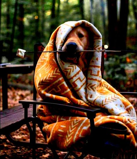 Dog Photoshoot, Dog Camping, Dog Adventure, Dog Photography, Animal Photo, A Blanket, Dog Photos, Mans Best Friend, Dog Life