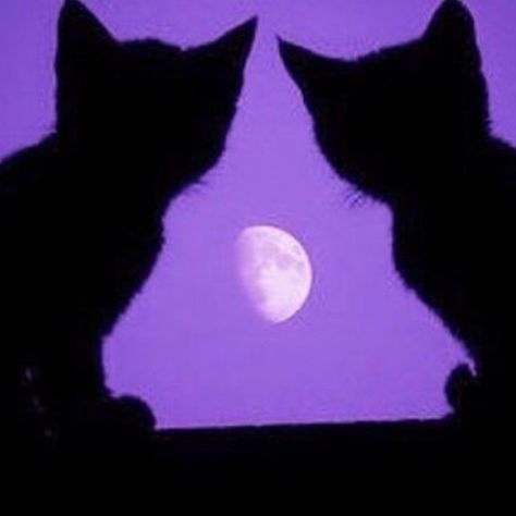 Dark Purple Aesthetic, Purple Sky, Purple Wallpaper, Purple Aesthetic, Black Cats, Dark Purple, The Moon, Moon, Purple