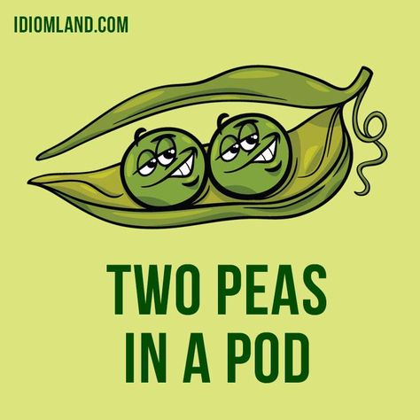 Click on the pin to get our app with examples and pronunciation! Hey there! Our #idiom of the day is ”Like two peas in a pod”, which means “very similar”, especially in appearance. 👦👦  This expression alludes to the seeds contained in a pea pod, which do indeed look very much alike. [Late 1500s]  #english #idioms #twopeasinapod Daily Routine Chart For Kids, Flashcard App, Daily Routine Chart, English Peas, English Time, Two Peas In A Pod, Idiomatic Expressions, English Phrases Idioms, Idioms And Phrases