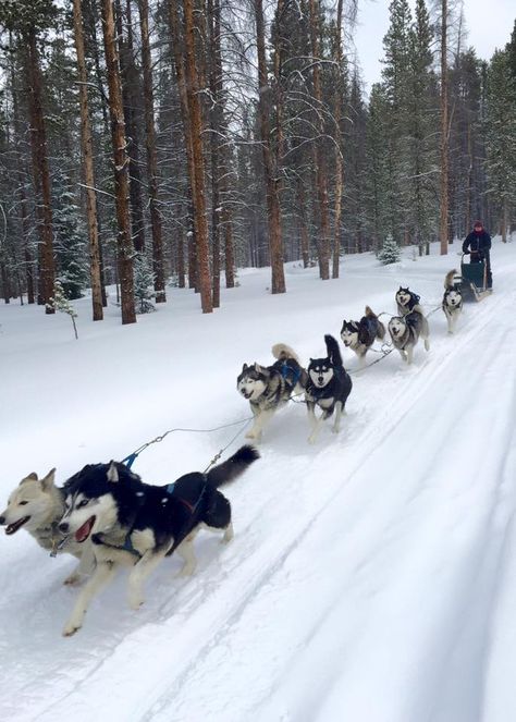 Sled Dogs Aesthetic, Dog Sledding Aesthetic, Husky Sledding, Huskies Sled, Dog Sled, Snow Dogs, Winter Pictures, Dog Sledding, Winter Wonder