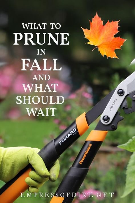 Fall is the time to get some important pruning done for healthy trees, shrubs, and vines, but some things should wait for winter. Xmas Mouse, Gardening Beds, Gardening Shed, Pruning Shrubs, Natural Gardening, Pruning Plants, Gardening Landscaping, Garden Wallpaper, Decoration Plante