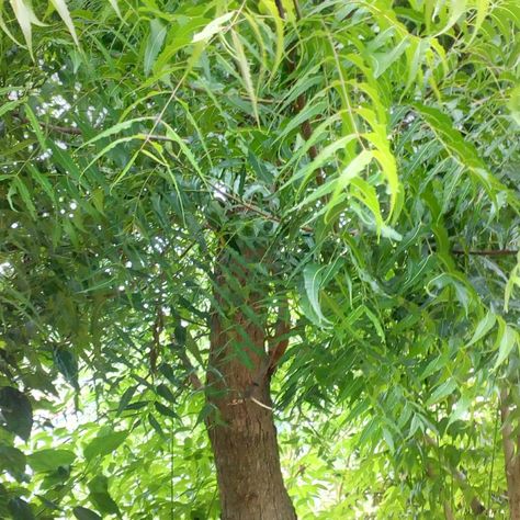 Interesting Facts About the Neem Tree-Description and Uses Neem Tree, Food Forest Garden, Tree Images, Neem Oil, Evergreen Trees, Room With Plants, Nature Tree, Willow Tree, Tree Leaves