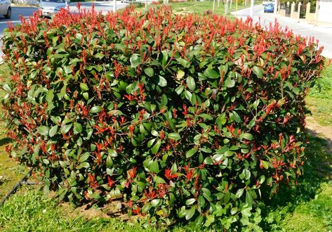 Photinia 'Red Robin' Care & Growing Tips | Horticulture.co.uk Red Robin Hedge, Red Tip Photinia, Pruning Shrubs, Photinia Red Robin, Plants Uk, Berry Plants, Organic Mulch, Red Robin, Growing Tips