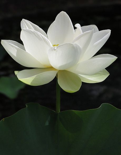 White Lotus Flower | rivadock4 | Flickr Lotus Flower Meaning, Lotus Flower Pictures, White Lotus Flower, Lotus Art, Lotus Tattoo, Blossoms Art, Lotus Blossom, White Lotus, Rare Flowers