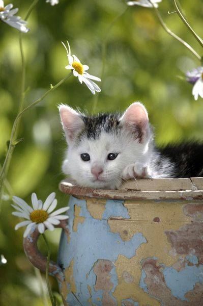 Sweet Kitty animals cat pets kitten daisy kitty cute animals Farming Life, In A Perfect World, Söt Katt, Image Chat, Wonderful Flowers, Cute Cats And Kittens, Cute Kittens, Perfect World, Cats Meow