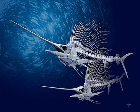 Sailfish by helterskeletons Creature Anatomy, Fish Skeleton, Skeleton Drawings, Animal Skeletons, Sea Life Art, Fish Jewelry, Fishing Pictures, Fantasy Art Dolls, Ocean Fishing