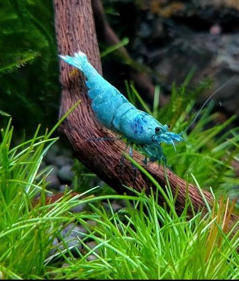 Pet Shrimp, Aquarium Shrimp, Fish Tank Terrarium, Betta Fish Types, Fish Tank Design, Pretty Fish, Shrimp Tank, Aquascape Aquarium, Cool Fish