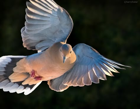 Morning Doves, Willy Wagtail, Morning Dove, Dove Flying, Dove Pigeon, Dove Tattoo, Growing Pains, Backyard Birds, Natural History