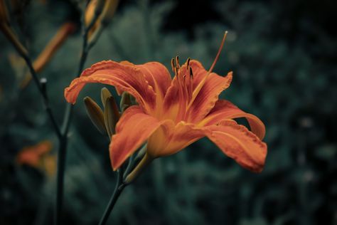 Tiger lily flower garden 📷@nataliefournier Tiger Lily Photography, Lily Aesthetic Flower, Tiger Lily Aesthetic, Lily Aesthetic, Real Tiger, Lily Photography, Tiger Lilies, Lilly Flower, Aesthetic Flower