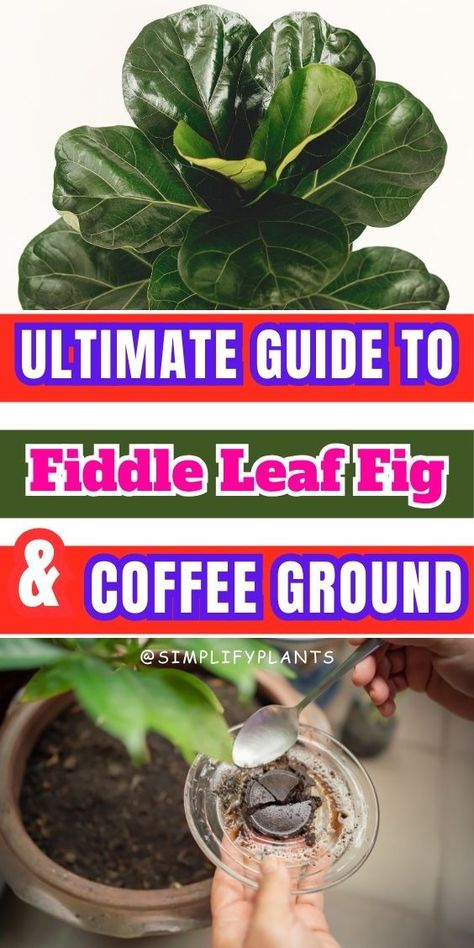 Coffee Grounds Fertilizer Techniques, Using Coffee Grounds As Plant Fertilizer, Best Practices for Fertilizing Indoor Plants with Coffee Grounds, Tips for Using Coffee Grounds to Fertilize Indoor Plants- Fiddle Leaf Fig care, Fiddle Leaf Fig watering, Fiddle Leaf Fig sunlight, Fiddle Leaf Fig soil, Fiddle Leaf Fig humidity, Fiddle Leaf Fig temperature, Fiddle Leaf Fig pruning, Fiddle Leaf Fig pests, Fiddle Leaf Fig diseases, Fiddle Leaf Fig propagation, Fiddle Leaf Fig fertilization Fiddle Leaf Tree Care Brown Spots, Fiddle Leaf Tree Care, Fig Plant Indoor, Fig Plants, Propagation Wall, Fiddle Leaf Fig Plant, Fiddle Tree, Plant Fertilizer, Fiddle Leaf Tree