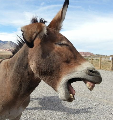 Donkey Laugh Donkey Laughing, Cute Donkey, Donkeys, Cute Animal Pictures, Animal Pictures, Cute Animals, Horses, Ceramics, Film