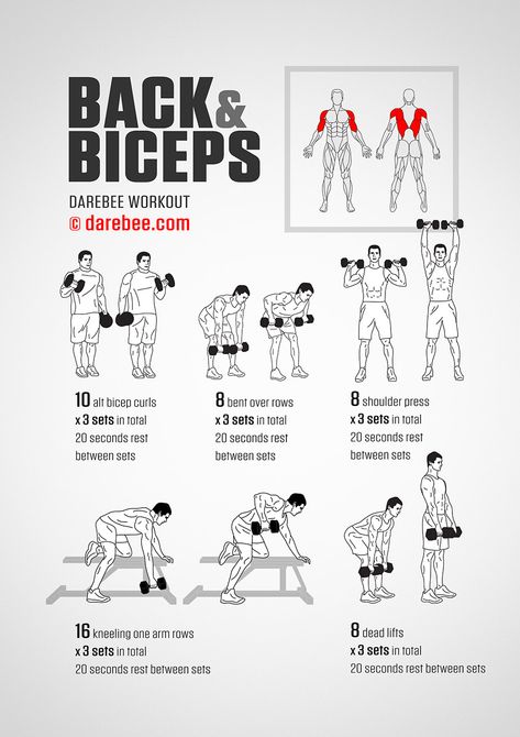 Back & Biceps Workout Back And Biceps Workout, Heathly Recipes, Back And Bicep Workout, Dumbbell Workouts, Beginner Pilates, Bicep Workout, Trening Sztuk Walki, Morning Workouts, Gym Antrenmanları