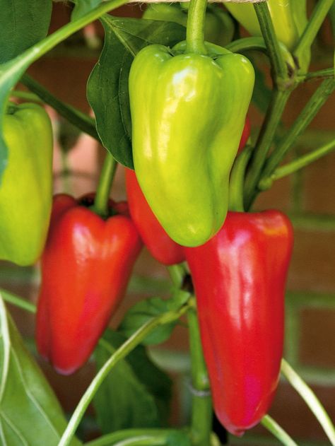 Pepper is one of the Top 5 Easiest Vegetable Crops to Grow and looks beautiful in the garden. |blessmyweeds.com Grow Peppers, Canning Peppers, Rabbit Resistant Plants, Gardening For Dummies, Growing Peppers, Vegetable Pictures, Hgtv Garden, Starting A Vegetable Garden, Inside Plants