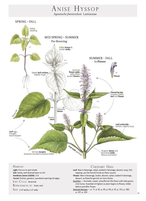 Herbal Monographs, Wendy Hollender, Agastache Foeniculum, Rubus Idaeus, Anise Hyssop, Herbal Essence, Wild Lettuce, Refreshing Beverages, Essence Water