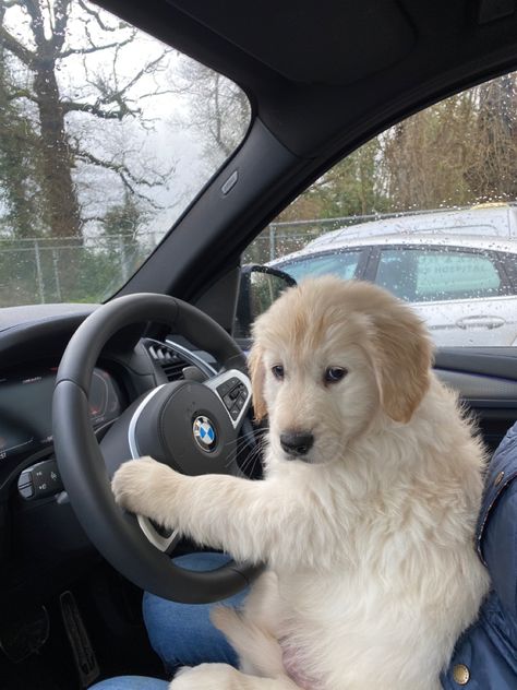 Gold Retriever Puppy, Golden Retriever Puppy Sleeping, White Golden Retriever Puppy, White Golden Retriever, Gold Retriever, Rich Dog, Puppy Dog Pictures, Funny Animal Images, Very Cute Puppies