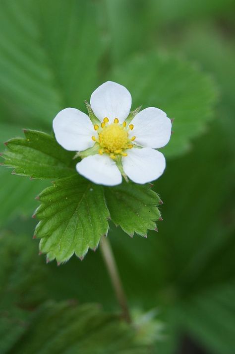 strawberry Swedish Photography, Botanical Journal, Merry Berry, Strawberry Leaves, Strawberry Flower, Strawberry Picking, Natural Ecosystem, Fruit Photography, Gorgeous Flowers