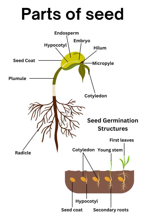 Parts of Seed Names - Educational Infographics - Biology Seed Names, English 101, Picture Vocabulary, Quiz With Answers, General Science, Gayatri Mantra, English Vocab, Homework, Biology