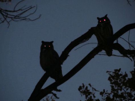 Owls In The Night creepy silhouette owls halloween halloween pictures halloween images halloween ideas Arte Occulta, Southern Gothic, Arte Obscura, Arte Sketchbook, Witch Aesthetic, Twin Peaks, Arte Horror, Ravenclaw, The Villain