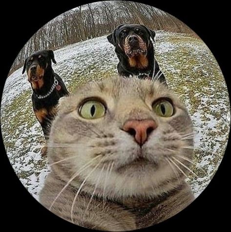 Cat Round Pfp, Cute Cat Costumes, Round Pfp, Pinterest Icon, Y2k Profile Picture, Cat Profile, Best Profile Pictures, Silly Cats Pictures, Creative Profile Picture