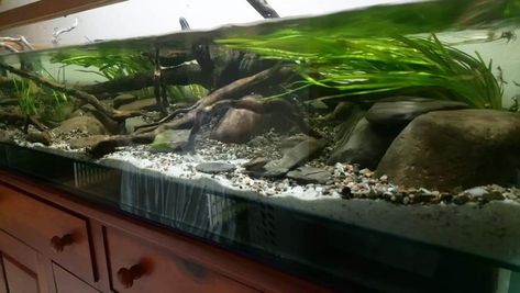 Stream tank, stream biotope,  river stone, driftwood, vallisneria Americana Riverscape Aquarium, River Biotope Aquarium, River Aquascape, Diy Stream, River Aquarium, Diy Aquarium Stand, Turtle Enclosure, Frog Tank, Biotope Aquarium