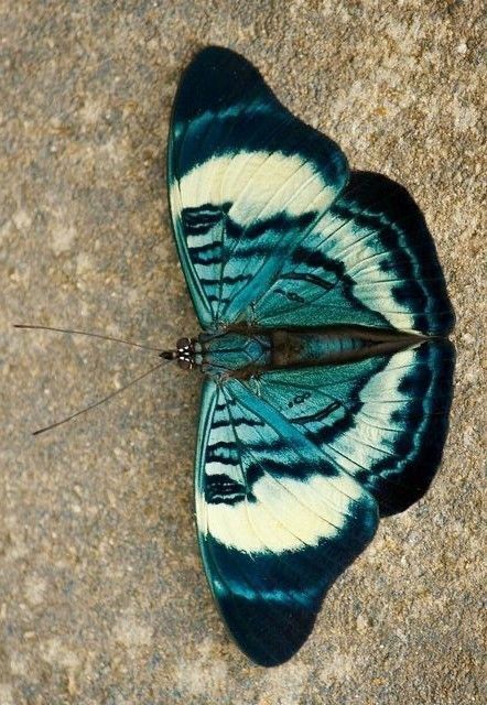 Beetle Wing Color, Colorful Insects Beautiful Bugs, Cool Butterflies, Pretty Moths Real, Colorful Bugs Insects, Pretty Beetles, Bugs Reference, Cool Moths, Moth Drawing Simple