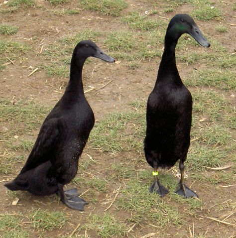 Blackrunner Ducks, posted backyardchickens.com Indian Runner Ducks, Homesteading Inspiration, Backyard Ducks, Duck Breeds, Raising Ducks, Runner Ducks, Duck And Ducklings, Black Duck, Pet Ducks