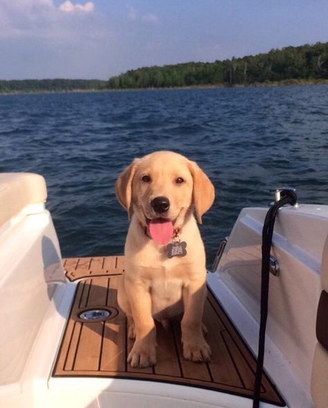 Dogs On Boats, Cute Lab Puppies, Yellow Lab Puppy, Yellow Lab Puppies, Golden Labs, Mini Goldendoodle Puppies, Cute Dogs Images, My Yellow, Golden Retriever Puppies