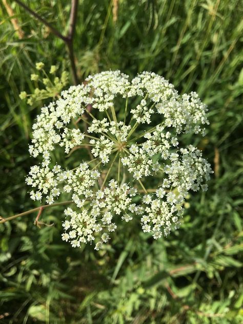 water hemlock flowers Deadly Flowers, Mystical Waterfall, Poison Plants, Water Hemlock, Poison Heart, Deadly Plants, Botanical Sketchbook, Camping Safety, Plant Fungus