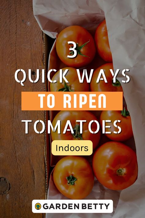 As the threat of frost approaches, do you still have a few tomato plants hanging on? Rather than waiting for all those green tomatoes to ripen (and risking the chance of losing them to a freeze), bring them inside! Fully developed green tomatoes can be ripened indoors with no difference in quality, taste, or texture from vine-ripened tomatoes. The key is knowing when to harvest your green tomatoes and choosing the best method to ripen them inside the house. Here are my 3 favorite ways. Ripening Tomatoes Indoors, Ripen Tomatoes Indoors, How To Ripen Green Tomatoes Indoors, How To Ripen Tomatoes Indoors, How To Ripen Tomatoes, Canning Green Tomatoes, Ripen Green Tomatoes, Garden Betty, Plants Hanging