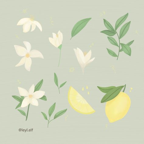 Flower lemon illustration painting drawing simple cozy Lemon Flower Drawing, Lemon Flower Illustration, Lemon Drawing Simple, Art Gallery Illustration, Cozy Drawing, Lemon Illustration, Lemon Drawing, Gallery Illustration, Lemon Flower