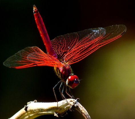 Crimson Marsh Glider (Trithemis aurora) Male   It is a medium sized dragonfly that is commonly found in weedy tanks and ponds, marshes, channels, and slow flowing streams and rivers in the lowlands and mid-hills. It breeds in streams, rivers, canals, ponds and tanks. It is found commonly and widely distributed in the Oriental region throughout the year.  The male has a reddish brown face, with eyes that are crimson above and brown on the sides. The thorax is red with a fine, purple pruinesce... Types Of Dragonflies, Dragonfly Images, Red Dragonfly, Dragonfly Photos, Insect Photos, Dragon Flys, Damselflies, Dragonfly Insect, Butterfly Dragon