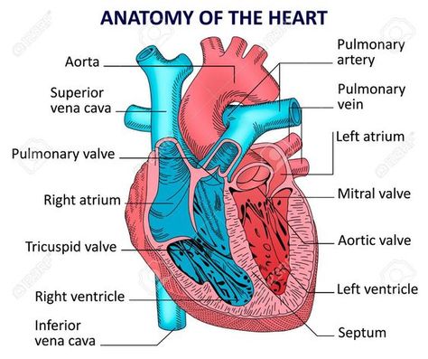 Heart Human Anatomy The Heart Anatomy Physiology And Function. Heart Human Anatomy Heart Human Anatomy Organs. Heart Human Anatomy Human Body With Heart Stock Footage Youtube. Heart Human Anatomy Pictures Of Human Heart Anatomy Anatomy Of The Human Heart 4k Diagram Of Heart, Anatomy Of The Heart, Human Anatomy Picture, Human Heart Anatomy, Heart Diagram, Basic Anatomy And Physiology, Nurse Study Notes, The Human Heart, Heart Anatomy