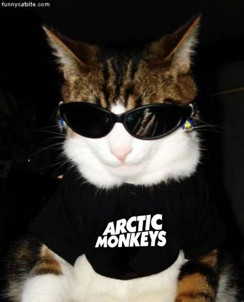 Monkeys Cute, Cat Lol, The Arctic Monkeys, Monkey Icon, Monkey Memes, Arctic Monkeys Wallpaper, Monkey Wallpaper, Monkey 3, Artic Monkeys