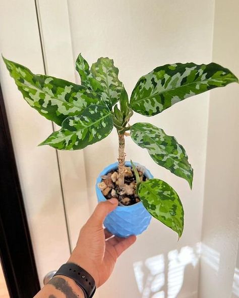 Aglaonema Pictum Tricolor Care and Growing Guide Aglaonema Plant Care, Pictum Tricolor, Wishlist Plants, Companion Planting Vegetables, Small House Garden, Plant Wishlist, Herb Containers, Container Vegetables, Herb Garden Design