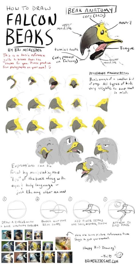 Bird Drawings Reference, How To Draw Beaks, Bird Beak Drawing, Creature Drawings, 캐릭터 드로잉, Anatomy Drawing, Digital Painting Tutorials, Guided Drawing, Animal Sketches