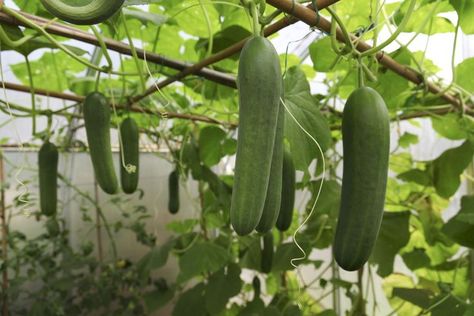 Tips for Growing Cucumbers in Pots Cucumber Companion Plants, Growing Cucumbers Vertically, Tanaman Indoor, Tanaman Pot, Growing Tomatoes In Containers, Cucumber Plant, Growing Cucumbers, Garden Vines, Greenhouse Growing