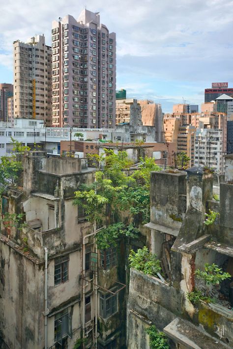 Old Building, Hong Kong, The City, Trees, Building, Plants