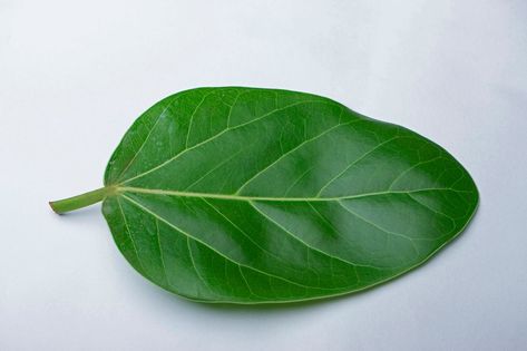 Leaf of banyan tree, Ficus americana The use of the banyan tree to treat infections of the gastrointestinal tract is very common. Banyan tree leaves have powerful healing and anti-microbial properties Banyan Leaf, Gastrointestinal Tract, Leaf Images, Banyan Tree, Leaves Vector, Tree Leaves, Beautiful Flowers, Plant Leaves, White Background