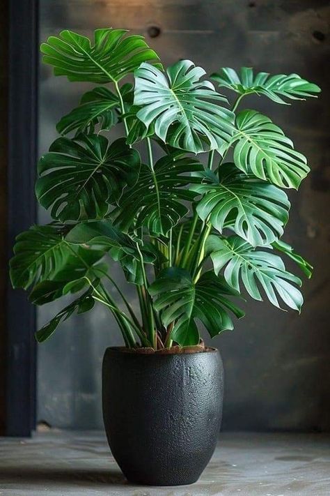 Interior Plants Decoration, Plant Decor Living Room, Indoor Plants Decor, Tall Indoor Plants, Tanaman Indoor, Plant Wishlist, Indoor Greenery, Living Room Plants, Tropical Gardens